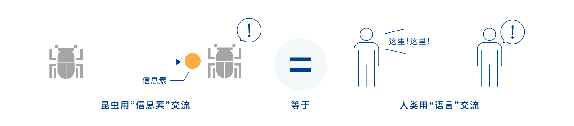 昆虫用“信息素”交流 等于 人类用“语言”交流