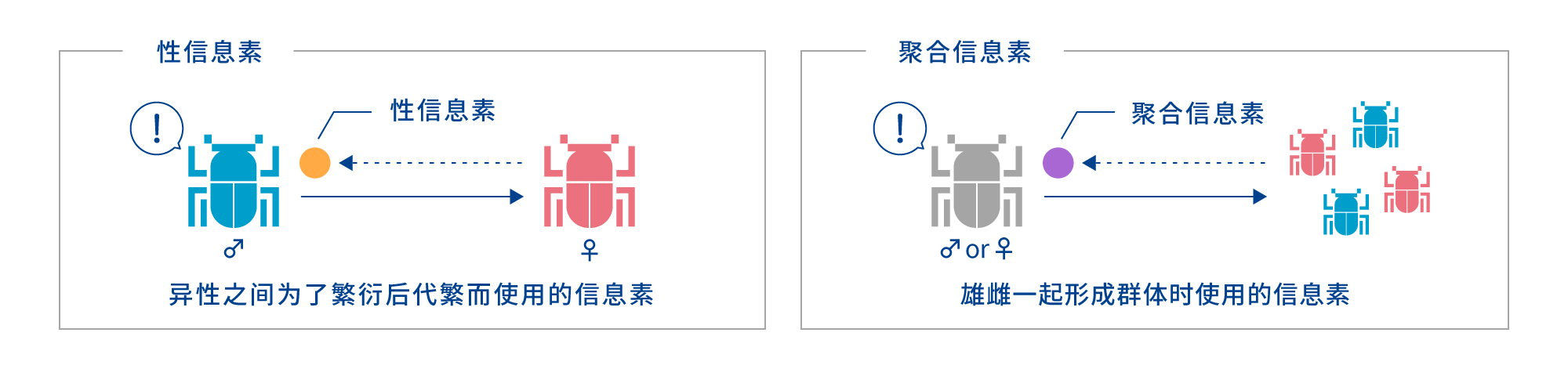 性信息素：异性之间为了繁衍后代繁而使用的信息素 聚合信息素：雄雌一起形成群体时使用的信息素