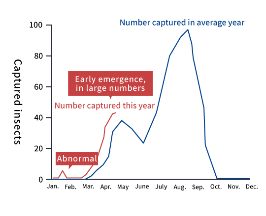 Early emergence, in large numbers