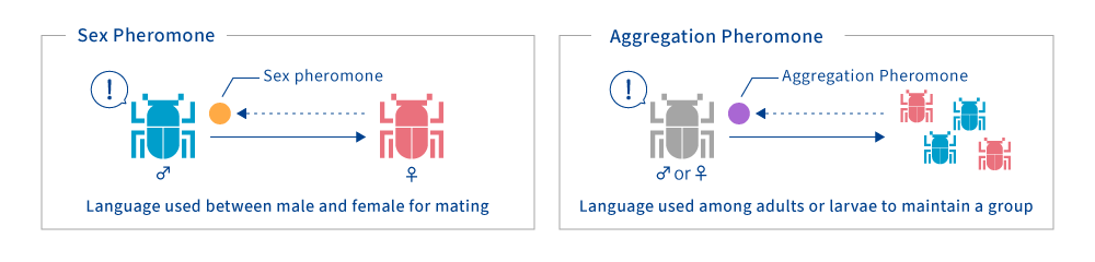 Sex Pheromone: Language used between male and female for mating aggregation Pheromone: Language used among adults or larvae to maintain a group