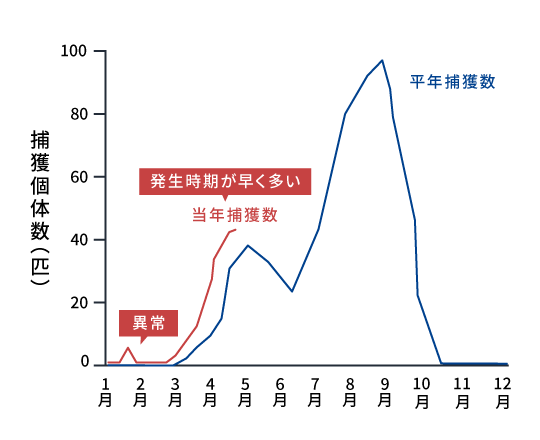 発生時期が早く多い