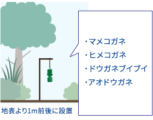 地表より1m前後に設置　マメコガネ、ヒメコガネ、ドウガネブイブイ、アオドウガネ