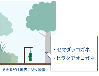 できるだけ地表に近く設置　セマダラコガネ、ヒラタアオコガネ